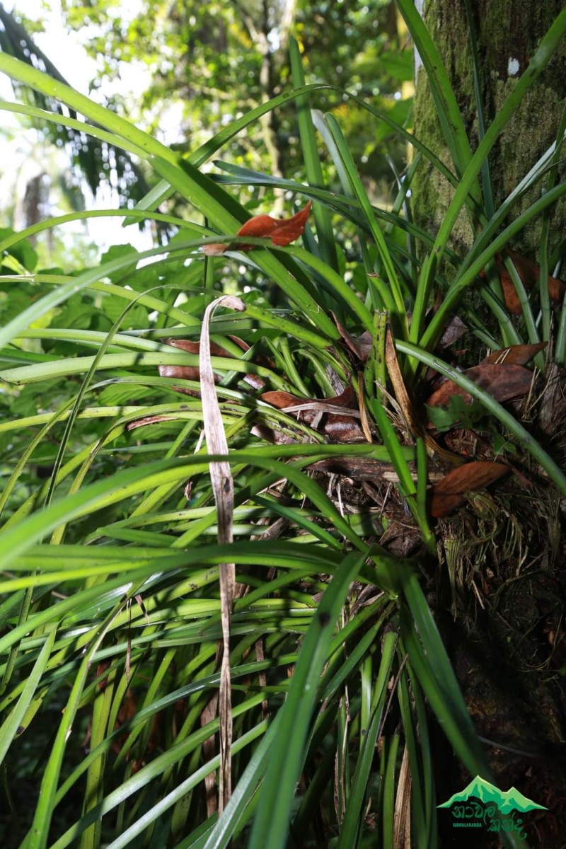 Cymbidium aloifolium (L.) Sw.